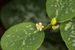 False flowering spurge